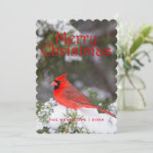 Weihnachten - NordKardinalsmann im (Stehend Vorderseite)
