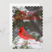 Weihnachten - NordKardinalsmann im (Vorne/Hinten)