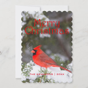 Weihnachten - NordKardinalsmann im