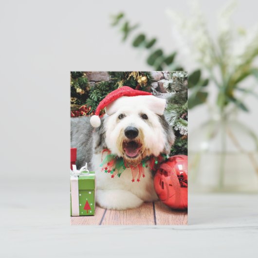 Weihnachten - Old English Sheepdog - Alphy (Stehend Vorderseite)