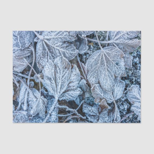 Weihnachten Party Blue Blätter Schnee Urlaub Winte Seidenpapier (Vorderseite)