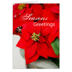 Weihnachten-Poinsettias, Business-Wertschätzung