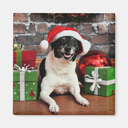 Weihnachten - Rat Terrier - Sparky Magnet (Vorne)