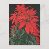 Weihnachten Rote Pflanze Blume Postkarte (Vorderseite)