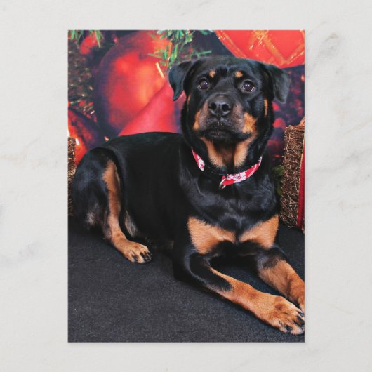 Weihnachten - Rottweiler - Nalani (Vorderseite)