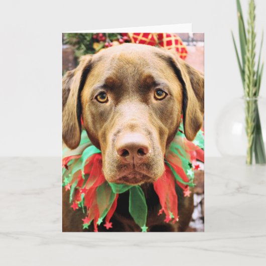Weihnachten - Schokolade Labrador - Hershey (Vorderseite)