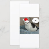 Weihnachten Schwarz und Weiß Kitten (Vorne/Hinten)