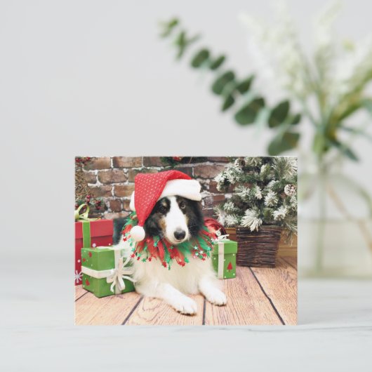 Weihnachten - Sheltie - Bandit (Stehend Vorderseite)