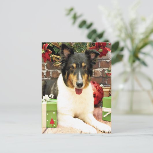 Weihnachten - Sheltie - Lacey (Stehend Vorderseite)