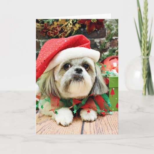 Weihnachten - Shih Tzu - Ding (Vorderseite)