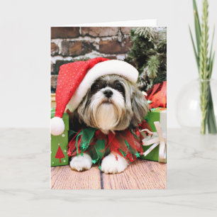 Weihnachten - Shih Tzu - Vince