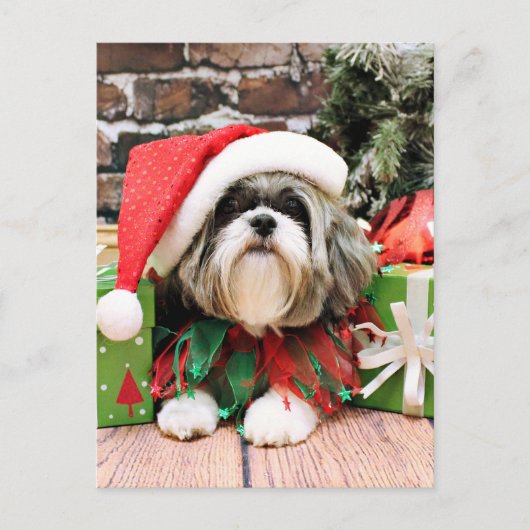 Weihnachten - Shih Tzu - Vince (Vorderseite)