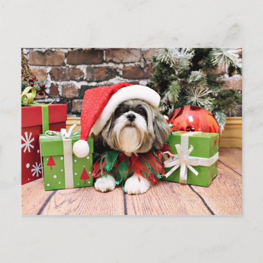 Weihnachten - Shih Tzu - Vince (Vorderseite)
