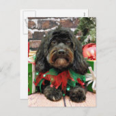 Weihnachten - Shih Tzu X - Bella (Vorne/Hinten)