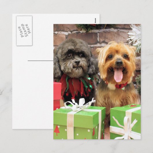 Weihnachten - Shih Tzu X Maggie - York Pixie (Vorne/Hinten)