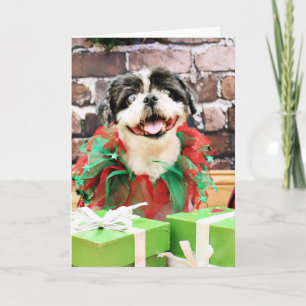 Weihnachten - Shih Tzu X - Sonne