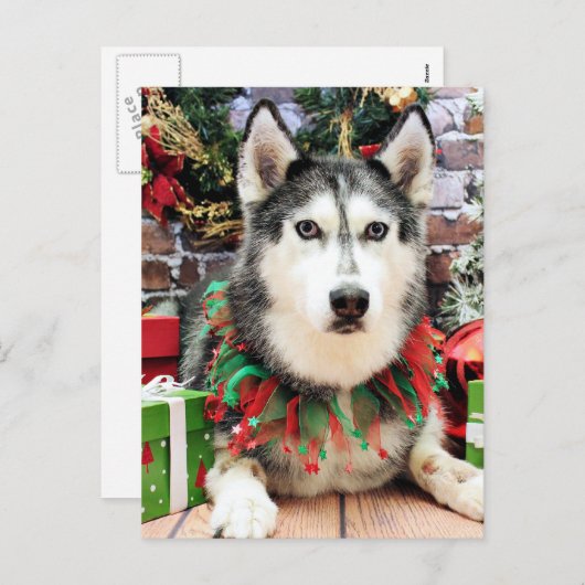 Weihnachten - Siberischer Husky - Nika (Vorne/Hinten)
