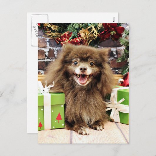 Weihnachten - Spitz - Fred (Vorne/Hinten)