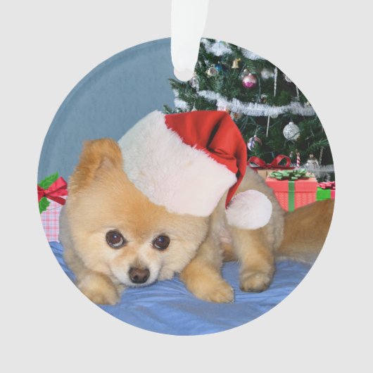 Weihnachten, Spitz-Hund, Weihnachtsmannmütze Ornament (Vorderseite)