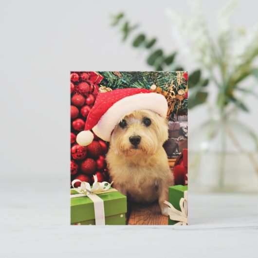 Weihnachten - Steinhaufen Terrier - Roxy (Stehend Vorderseite)