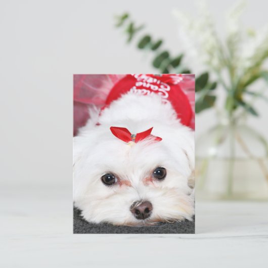 Weihnachten - Tinkerbell - Maltesisch (Stehend Vorderseite)