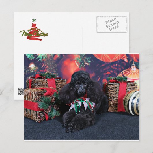 Weihnachten - Toby - Poodle (Vorne/Hinten)