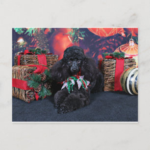 Weihnachten - Toby - Poodle