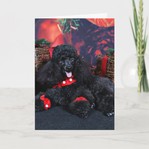 Weihnachten - Toby - Poodle