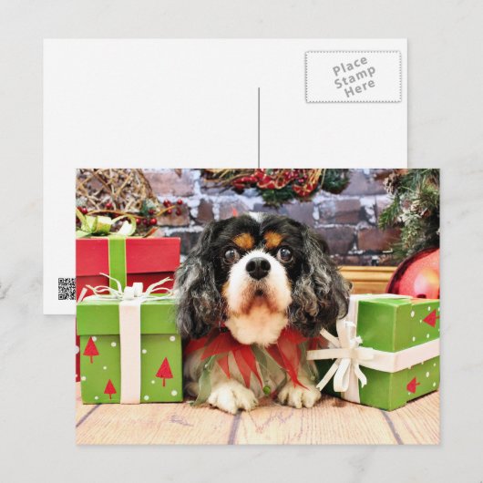 Weihnachten - unbekümmerter Königcharles Spaniel - (Vorne/Hinten)