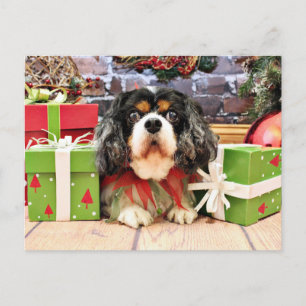 Weihnachten - unbekümmerter Königcharles Spaniel -