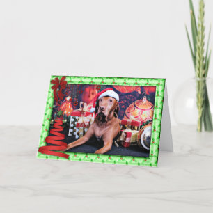 Weihnachten - Vizsla - Budda