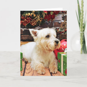 Weihnachten - Westie - Callie