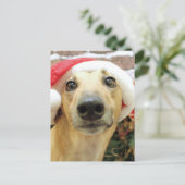 Weihnachten - Windhund - Pena (Stehend Vorderseite)