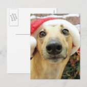 Weihnachten - Windhund - Pena (Vorne/Hinten)