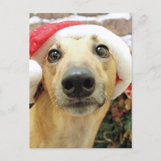 Weihnachten - Windhund - Pena (Vorderseite)