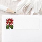 Weihnachten, Winter-Pflanze Red Poinsettia (Insitu)