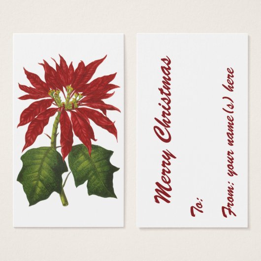 Weihnachten, Winter-Pflanze Red Poinsettia (Vorne & Hinten)