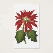 Weihnachten, Winter-Pflanze Red Poinsettia (Vorderseite)
