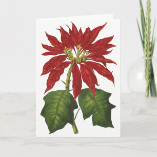 Weihnachten, Winter-Pflanze Red Poinsettia Feiertagskarte
