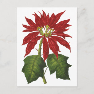 Weihnachten, Winter-Pflanze Red Poinsettia Feiertagspostkarte