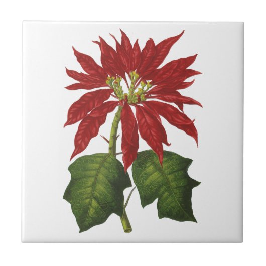 Weihnachten, Winter-Pflanze Red Poinsettia Fliese (Vorderseite)