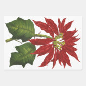 Weihnachten, Winter-Pflanze Red Poinsettia Geschenkpapier Set (Vorderseite)