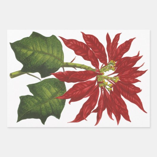 Weihnachten, Winter-Pflanze Red Poinsettia Geschenkpapier Set (Vorderseite)