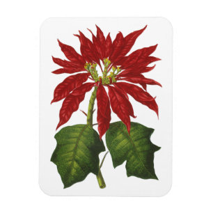 Weihnachten, Winter-Pflanze Red Poinsettia Magnet
