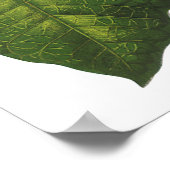 Weihnachten, Winter-Pflanze Red Poinsettia Poster (Ecke)