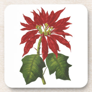 Weihnachten, Winter-Pflanze Red Poinsettia Untersetzer