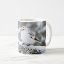 Weihnachten Winter Schneefink