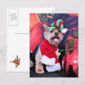 Weihnachten - Yorkie - Jake (Vorne/Hinten)
