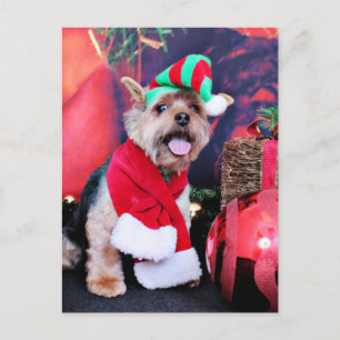 Weihnachten - Yorkie - Jake