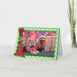 Weihnachten - Yorkshire Terrier - Chloe und Rocky